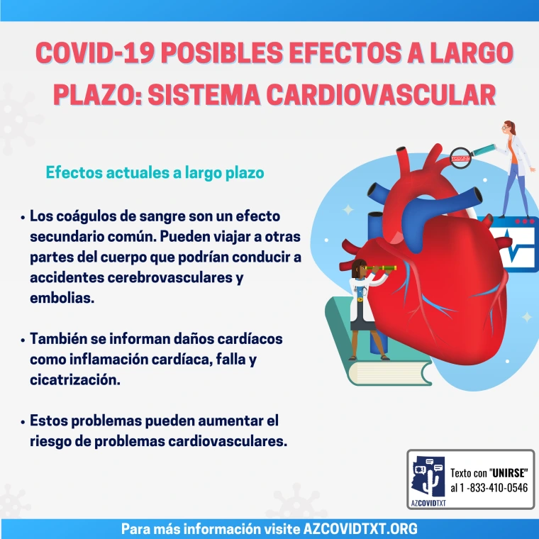 Graphic of COVID Possible Long Term Effects: Cardiovascular Systems spanish